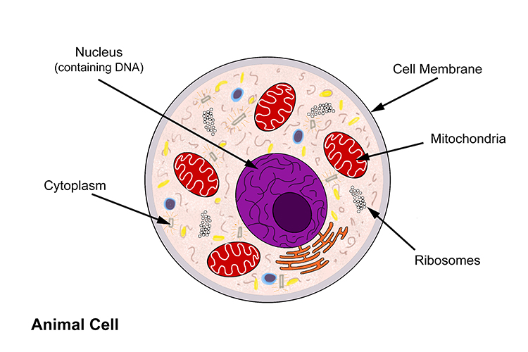 Annotated diagram of an animal cell including detailed structure